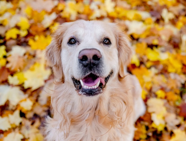 Perro golden retriever descansando en el parque de otoño