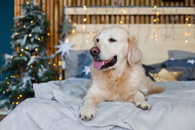 Perro golden retriever feliz en dormitorio de estilo escandinavo con árbol de Navidad, estrellas, luces, almohadas decorativas. Hotel que admite mascotas o habitación en casa. Concepto de cuidado de animales.