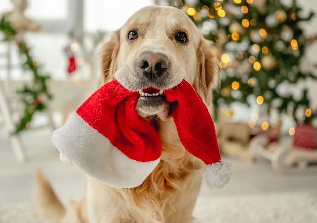 Perro golden retriever con gorro de Papá Noel en la boca en Navidad en habitación decorada con árbol festivo de Navidad. Perrito mascota en casa de vacaciones de año nuevo con luces