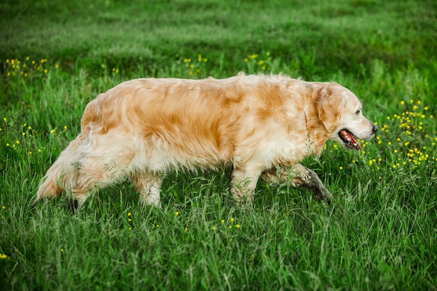 Perro Golden Retriever en la hierba verde