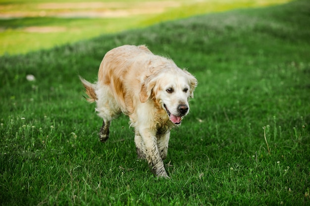 Perro Golden Retriever en la hierba verde