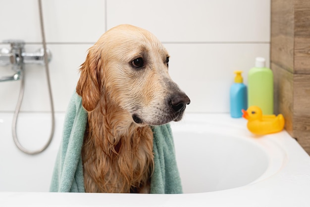 Un perro golden retriever infeliz con una toalla en la cabeza en una bañera blanca no quiere bañarse