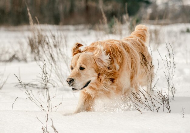 Perro golden retriever en invierno