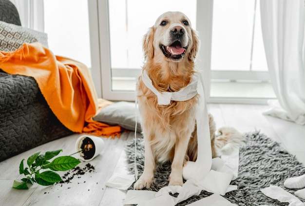 Perro golden retriever jugando con papel higiénico