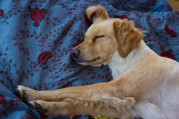 Perro golden retriever marrón claro durmiendo en la cama con las piernas estiradas mascota casera descansando pacíficamente