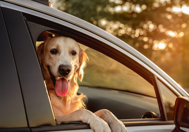 Perro golden retriever mirando en la ventana del coche abierta durante el viaje sentado en el asiento delantero