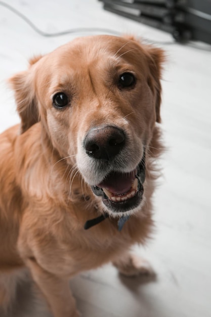 Perro golden retriever muy lindo y dulce