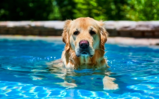 Perro golden retriever nadando en una piscina de agua limpia