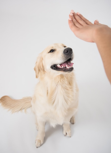 Perro golden retriever obediente con su dueño practicando comando sit.