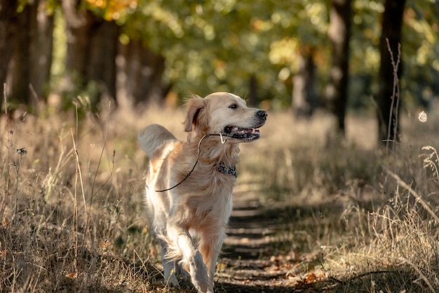 Perro golden retriever en el parque otoño