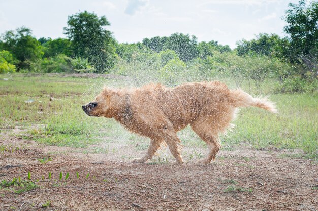 Perro Golden Retriever se sacude el agua después de nadar