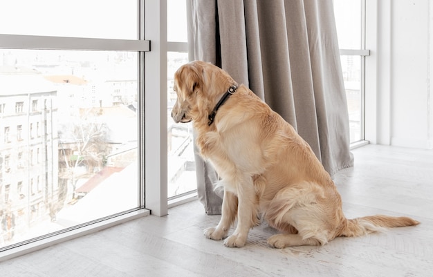 Foto perro golden retriever sentado en el suelo en casa y mirando por la ventana panorámica