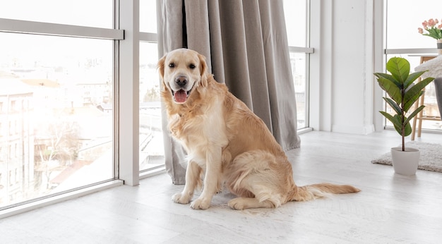 Perro golden retriever sentado en el suelo junto a la ventana panorámica y mirando a la cámara