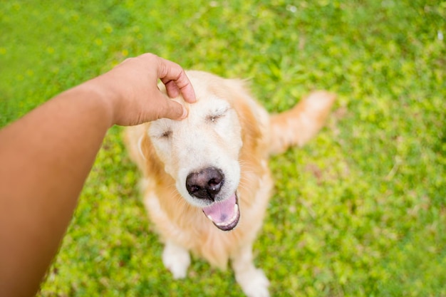 Perro Golden Retriever sonriendo de las manos rascándose la cabeza