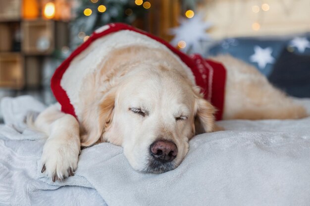 Perro golden retriever con suéter rojo cálido duerme en un dormitorio de estilo escandinavo con árbol de Navidad, luces, almohadas decorativas. Hotel que admite mascotas o habitación en casa. Concepto de cuidado de animales.