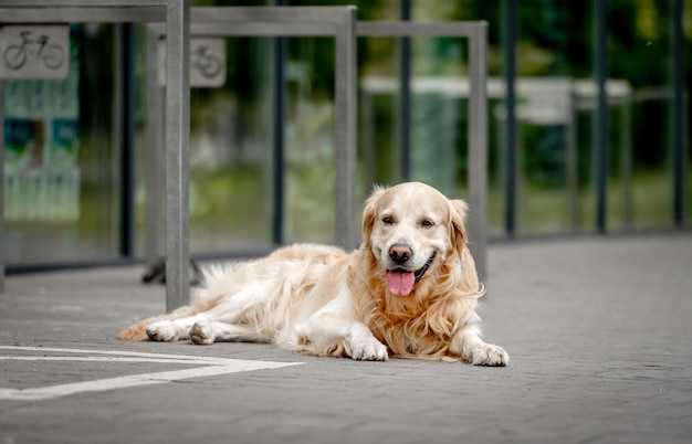 Perro golden retriever tirado en la calle de la ciudad Adorable mascota de pura raza doggy labrador esperando al dueño al aire libre