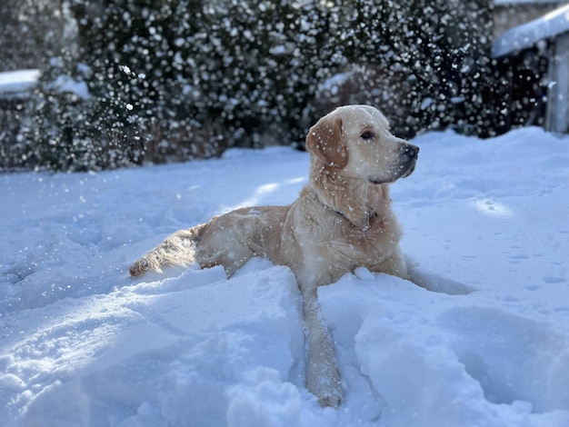 Un perro golden retriever tirado en la nieve