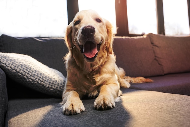 el perro golden retriever