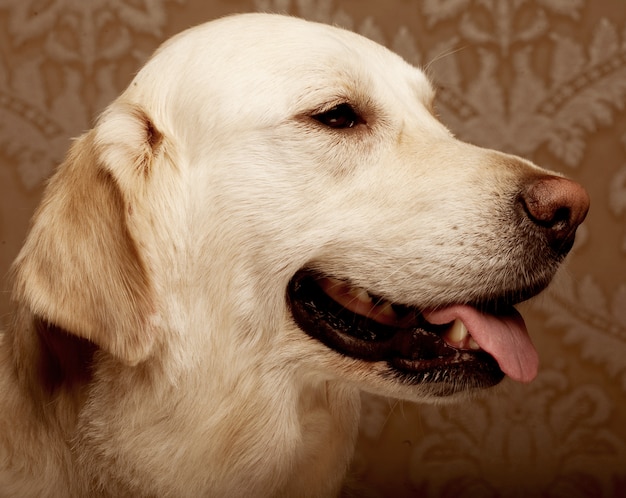 Perro Golden Retriever