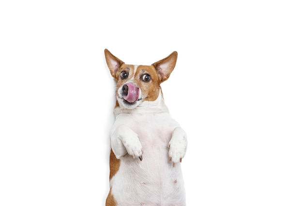 Perro gordo hambriento lamiendo su nariz con lengua