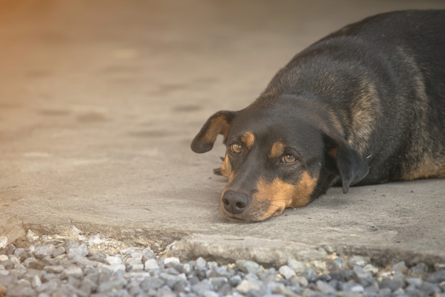 Perro gordo negro tumbado en el suelo.