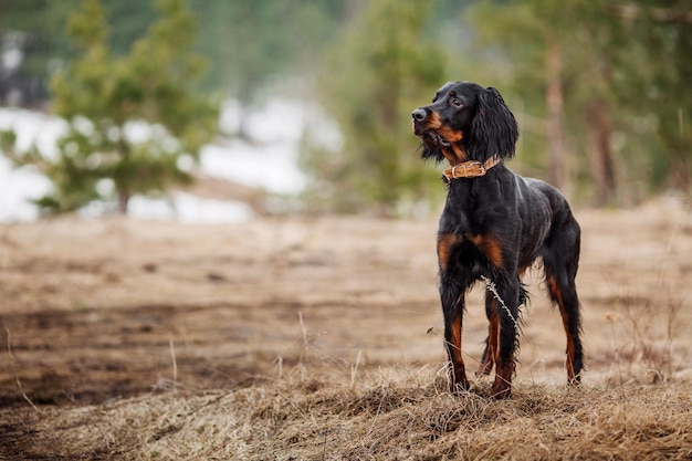 Perro Gordon Setter negro y marrón