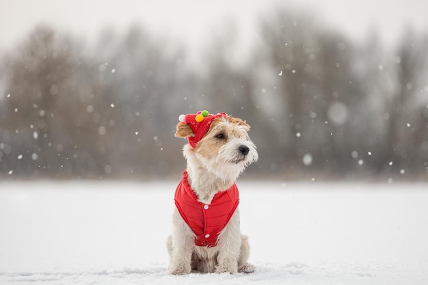 Un perro con una gorra y una chaqueta festivas rojas se sienta en la nieve Jack Russell Terrier en invierno en concepto de Navidad nevada