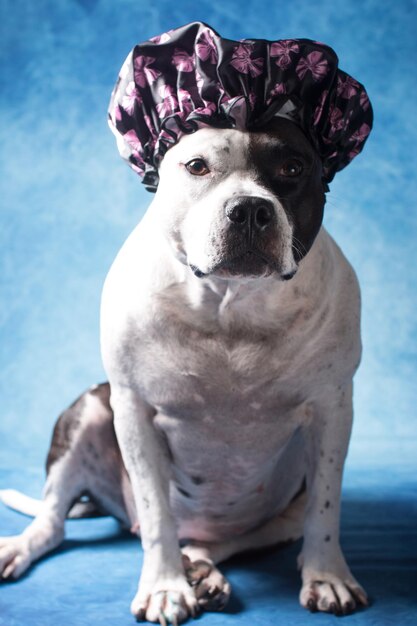 Foto un perro con una gorra de ducha lavando a un animal en el baño