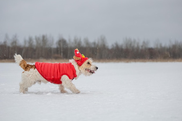 Un perro con una gorra roja festiva y una chaqueta se para en la nieve Jack Russell Terrier en invierno en nevadas sobre un fondo de árboles Concepto de Navidad