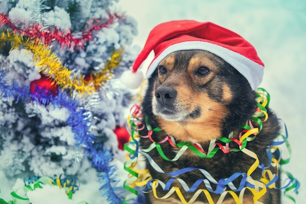 Perro con gorro de Papá Noel se sienta al aire libre cerca del árbol de Navidad