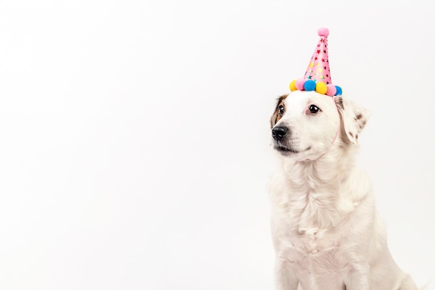 Perro con gorro de vacaciones sentado sobre un fondo blanco. La foto se puede usar para postales, volantes, pancartas.