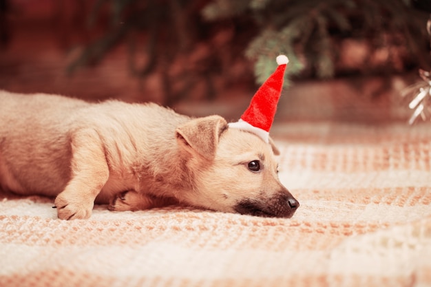 Perro gracioso en el árbol de Navidad de fondo