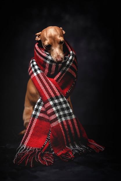 Perro gracioso con bufanda a cuadros rojos