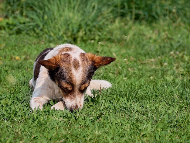 Perro gracioso en el campo.