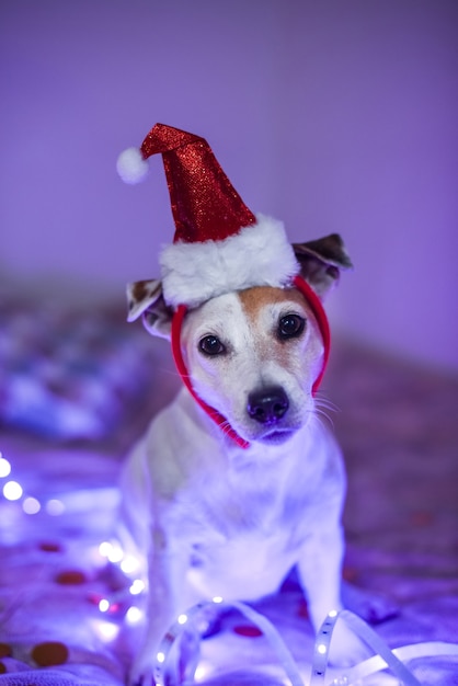 Perro gracioso con un gorro de Papá Noel, disfraz para una fiesta de disfraces