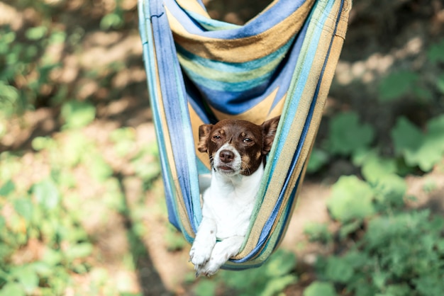 Perro gracioso lindo perezoso acostado en una hamaca en el bosque