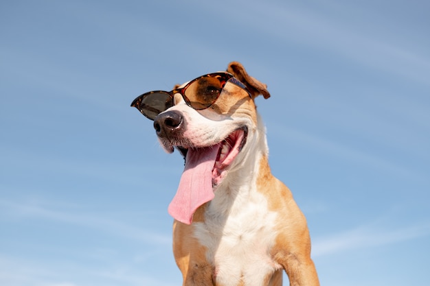 Perro gracioso en retrato de gafas de sol
