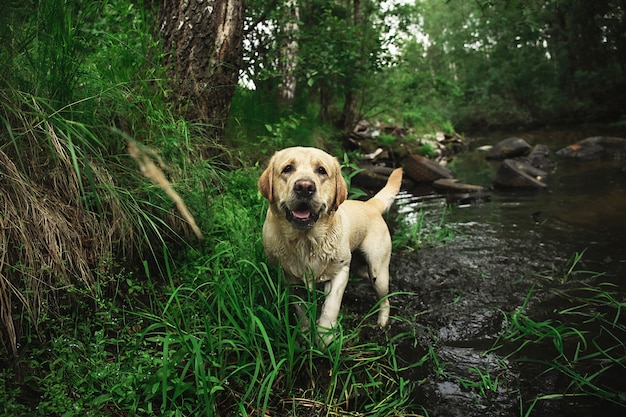 Perro gracioso en río en el bosque verde