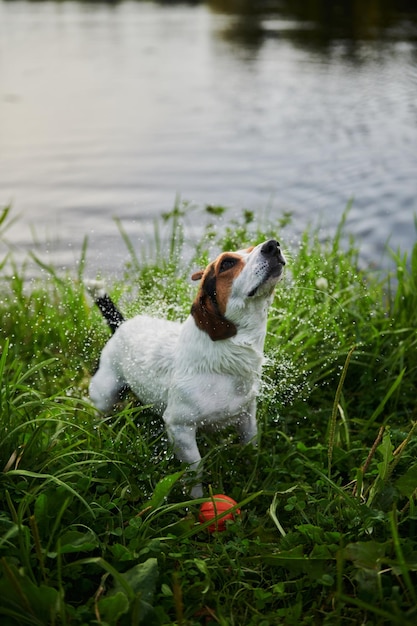 Perro gracioso sacudiéndose el agua