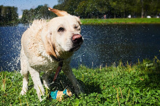 Perro gracioso sacudiéndose el agua