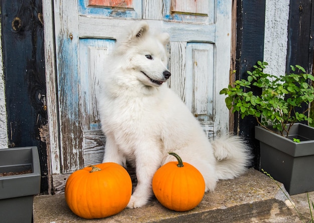 Perro gracioso Samoyedo blanco con calabazas de Halloween