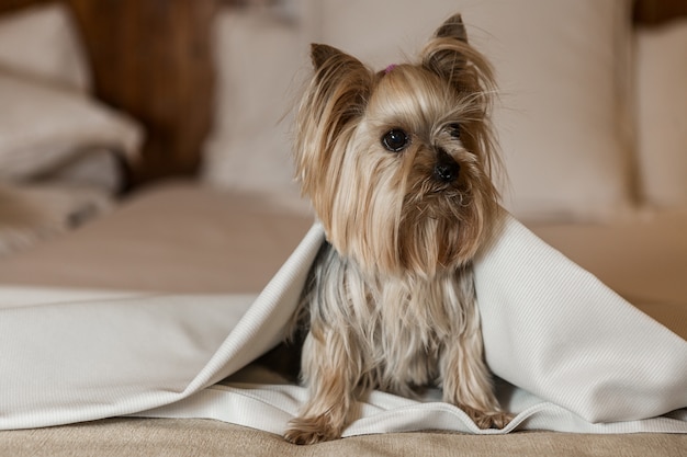 Perro gracioso sentado en la cama