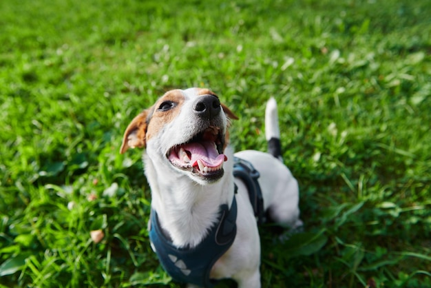 Perro gracioso sentado en el parque