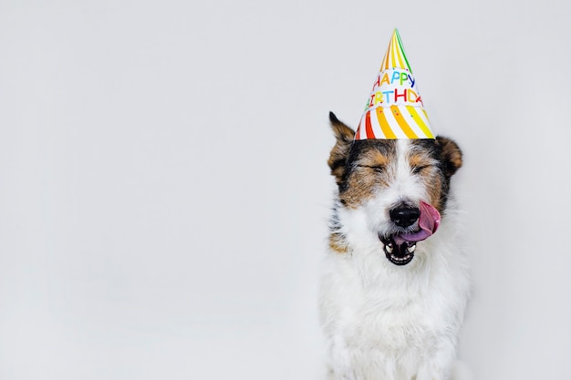 Foto perro gracioso sobre un fondo blanco en una gorra, feliz cumpleaños. una mascota se lame los labios durante las vacaciones. copia espacio