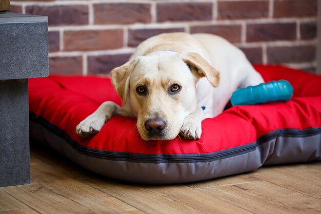 Un perro grande de abrigo Labrador de color claro acostado sobre una arena roja