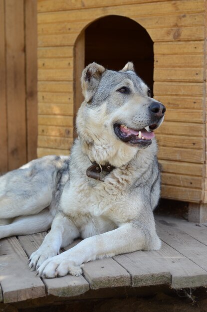 Perro grande alrededor de la casa