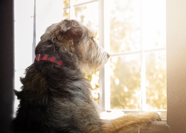 Perro grande con ansiedad de separación mirando por la ventana