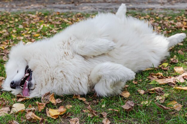 Perro grande blanco mullido samoyedo en la naturaleza