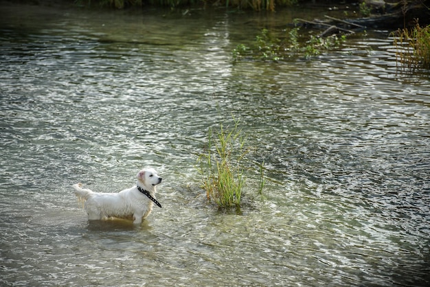 Perro grande blanco nada en el río