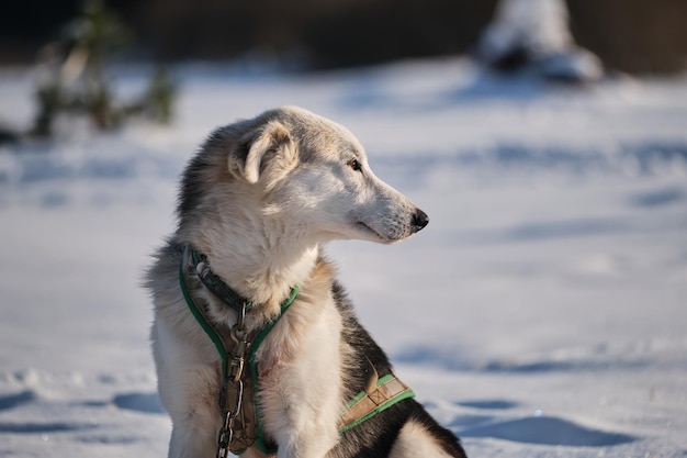 Perro grande blanco y negro en arnés se sienta en la nieve en invierno descansando y mirando a la distancia